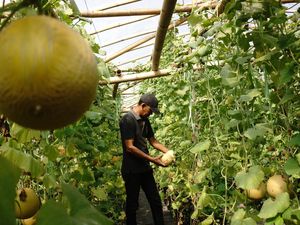 Potret Budi Daya Melon di Jombang, Jenis Miyazaki Dijual Rp 700 Ribu/Buah