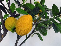 Jeruk Pepaya: Taksonomi, Morfologi, Asal, dan Manfaatnya Bagi Kesehatan