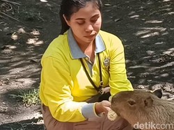 Gemasnya Kapibara Siap Ramaikan Libur Sekolah di Kebun Binatang Surabaya