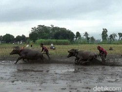 Bukan Sapi, Warga Lumajang Gelar Karapan Kerbau Berhadiah Mesin Cuci-TV
