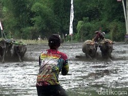 Karapan Kerbau, Tradisi Syukuran Petani Atas Hasil Panen Melimpah