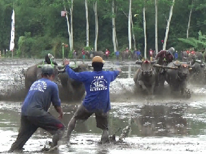 Serunya Karapan Kerbau di Area Sawah Lumajang Berhadiah Mesin Cuci hingga TV Serunya Karapan Kerbau di Area Sawah Lumajang Berhadiah Mesin Cuci hingga TV