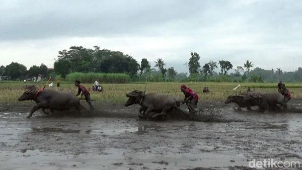 Tradisi Karapan Kerbau Menyambut Musim Tanam di Lumajang