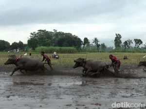 Tradisi Karapan Kerbau Menyambut Musim Tanam di Lumajang Tradisi Karapan Kerbau Menyambut Musim Tanam di Lumajang