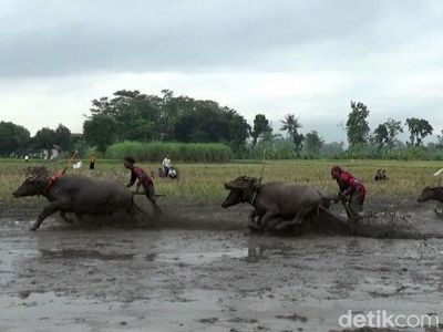 Tradisi Karapan Kerbau Menyambut Musim Tanam di Lumajang