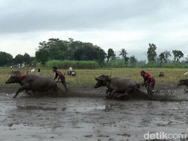 Tradisi Karapan Kerbau Menyambut Musim Tanam di Lumajang