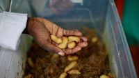 Kelaparan Meningkat di Afrika, Serangga Jadi Alternatif Makanan