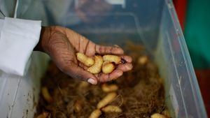 Kelaparan Meningkat di Afrika, Serangga Jadi Alternatif Makanan