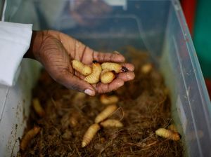 Kelaparan Meningkat di Afrika, Serangga Jadi Alternatif Makanan Kelaparan Meningkat di Afrika, Serangga Jadi Alternatif Makanan