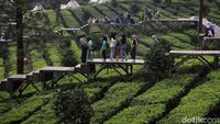 Libur Telah Tiba, Yuk Santai Sejenak di Agrowisata Gunung Mas