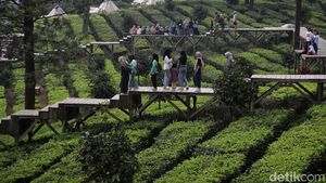 Libur Telah Tiba, Yuk Santai Sejenak di Agrowisata Gunung Mas