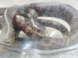 Penampakan Ular Macan yang Terciduk Semburkan Bisa ke Perkutut di Wonosari