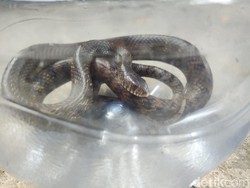 Ular Macan Mau Mangsa Perkutut di Wonosari Dikenal Agresif-Berbisa, Tapi....