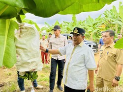 Kunker di Bone, Bahtiar Akan Adopsi Program Budi Daya Pisang di Sulbar