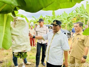 Kunker di Bone, Bahtiar Akan Adopsi Program Budi Daya Pisang di Sulbar Kunker di Bone, Bahtiar Akan Adopsi Program Budi Daya Pisang di Sulbar