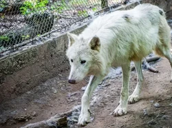 Wanita Jogging dan Tersesat di Taman Margasatwa, Ia Diterkam 3 Serigala