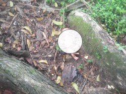 Warga Bengkulu Dihebohkan Penemuan Bayi di Bawah Pohon Mahoni