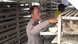 Potret Polisi di Lumajang Sukses Bisnis Budidaya Burung Puyuh