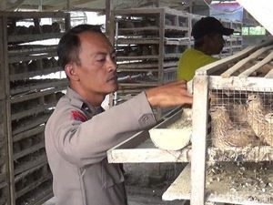 Potret Polisi di Lumajang Sukses Bisnis Budidaya Burung Puyuh Potret Polisi di Lumajang Sukses Bisnis Budidaya Burung Puyuh