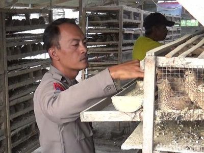 Potret Polisi di Lumajang Sukses Bisnis Budidaya Burung Puyuh