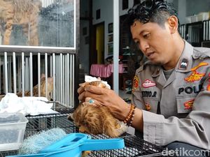 Hobi Rawat Kucing Bengal Bawa Cuan untuk Polisi Pasuruan Ini Hobi Rawat Kucing Bengal Bawa Cuan untuk Polisi Pasuruan Ini