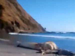 Viral Warga Temukan Bangkai Diduga Cumi-Cumi Raksasa di Pantai Lombok Viral Warga Temukan Bangkai Diduga Cumi-Cumi Raksasa di Pantai Lombok