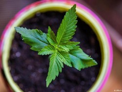 Industri Ganja Jerman Diprediksi Berkembang Pesat