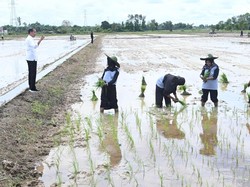 Jokowi Ingin Produksi Beras di Kalteng Surplus: Nanti Dibawa ke IKN