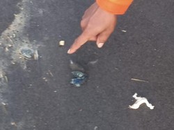 Waspada Dab! Ada Serbuan Ubur-ubur di Pantai Kulon Progo Juni-Agustus