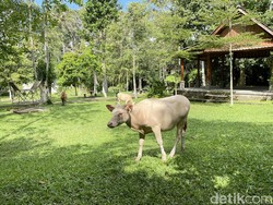 Lembu Putih Hewan Sakral di Desa Taro, Tidak Disembelih, Tidak Diperjualbelikan