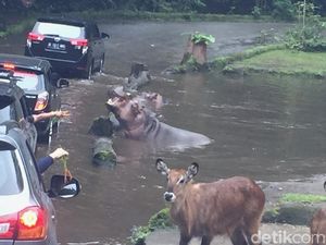Taman Safari Larang Pedagang Wortel Pakai Plastik atau Rafia Taman Safari Larang Pedagang Wortel Pakai Plastik atau Rafia