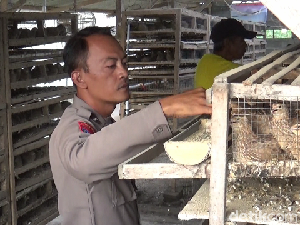 Polisi di Lumajang Raup Cuan Belasan Juta dari Bisnis Budidaya Burung Puyuh Polisi di Lumajang Raup Cuan Belasan Juta dari Bisnis Budidaya Burung Puyuh