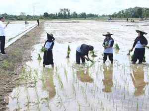 Jokowi Ungkap Ancaman Gelombang Panas, Produksi Beras Bisa Turun!