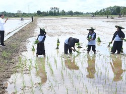 Jokowi Ungkap Ancaman Gelombang Panas, Produksi Beras Bisa Turun!