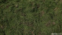 Kini GBK masih mencari rumput yang cocok, sebelumnya pada tahun 2023 anggarannya mencapai 5 hingga 6 miliar rupiah.