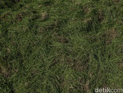 Kini GBK masih mencari rumput yang cocok, sebelumnya pada tahun 2023 anggarannya mencapai 5 hingga 6 miliar rupiah.