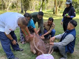 Rusa TNBB Mati Setelah Tercebur ke Tambak Udang di Buleleng Rusa TNBB Mati Setelah Tercebur ke Tambak Udang di Buleleng