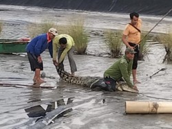 Warga Tangkap Buaya Muara 3 Meter yang Masuk Tambak di OKI