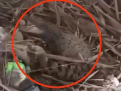 Ngeri! Pemburu Ikan di Sungai Ngasinan Trenggalek Temukan Anak Buaya