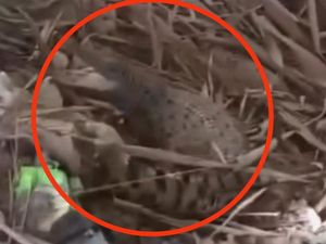 Ngeri! Pemburu Ikan di Sungai Ngasinan Trenggalek Temukan Anak Buaya Ngeri! Pemburu Ikan di Sungai Ngasinan Trenggalek Temukan Anak Buaya