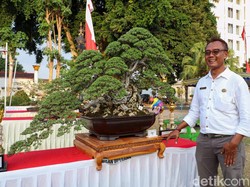 Ada Bonsai Senilai Rp 350 Juta Dipamerkan di Ponorogo, Intip Yuk!