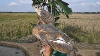 Ngalam Mbois: Burung Hantu Jadi Andalan Petani Malang Usir Hama Tikus
