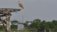 Burung Hantu Jadi Pengendali Hama Tikus di Persawahan