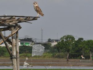 Burung Hantu Jadi Pengendali Hama Tikus di Persawahan