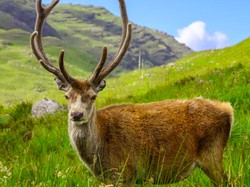 Jadi Primadona Turis, Rusa Ini Celaka Hingga Harus Disuntik Mati