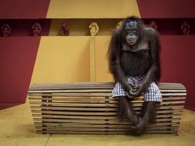 Karya Powerful Jawara Kontes Fotografi Lingkungan 2024, Ada Indonesia