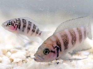 Bukan Hanya Manusia, Ikan ini Juga Menghukum Anaknya jika Bermalas-malasan