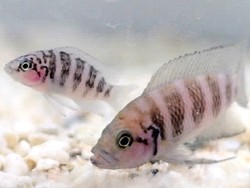 Bukan Hanya Manusia, Ikan ini Juga Menghukum Anaknya jika Bermalas-malasan