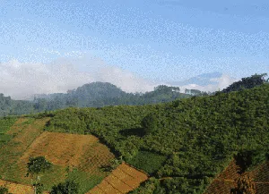 Menghidupkan Kembali Legenda Kopi Bromo