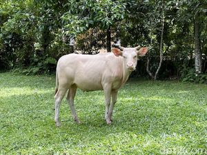 Melihat Lembu Putih yang Disakralkan di Desa Wisata Taro Bali